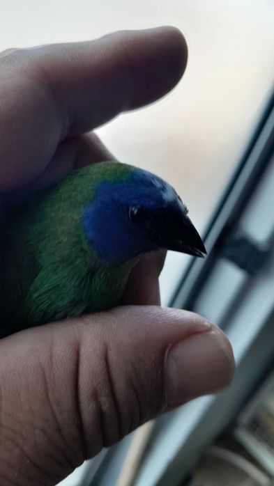 Diamante Tricolor