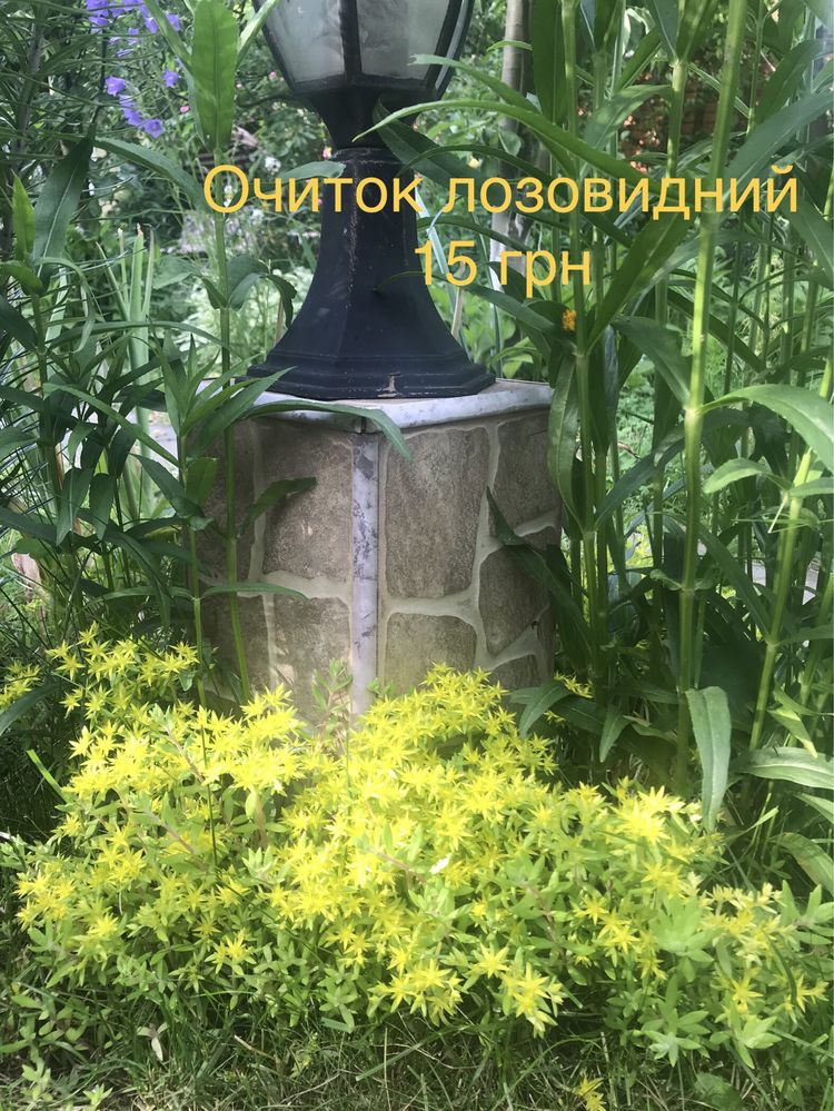 Вербейник, снить, очиток, бересклет - грунтопокривні рослини, квіти