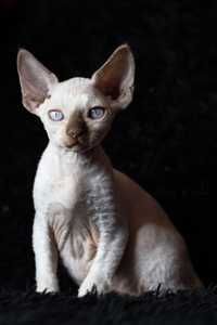 Devon Rex* niebieskooki kocurek