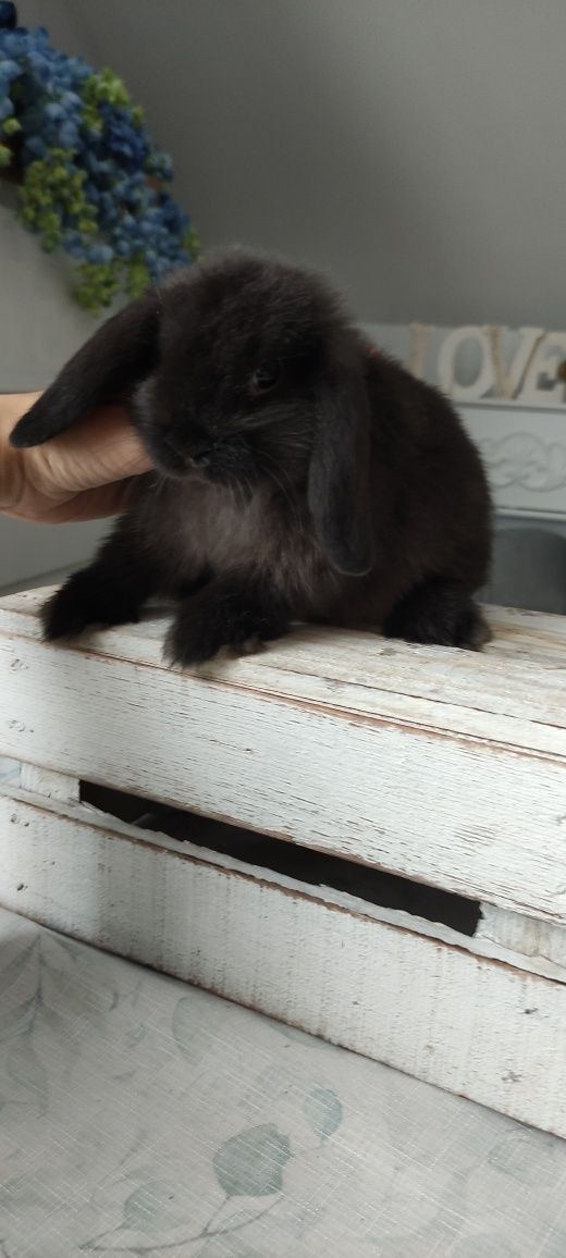 Mini Lop króliczki gotowe do odbioru