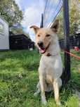 Pies, suczka Sonia, oddam psa, adopcja