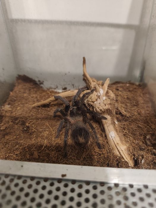 pająki Geniculata, Irminia, Parahybana