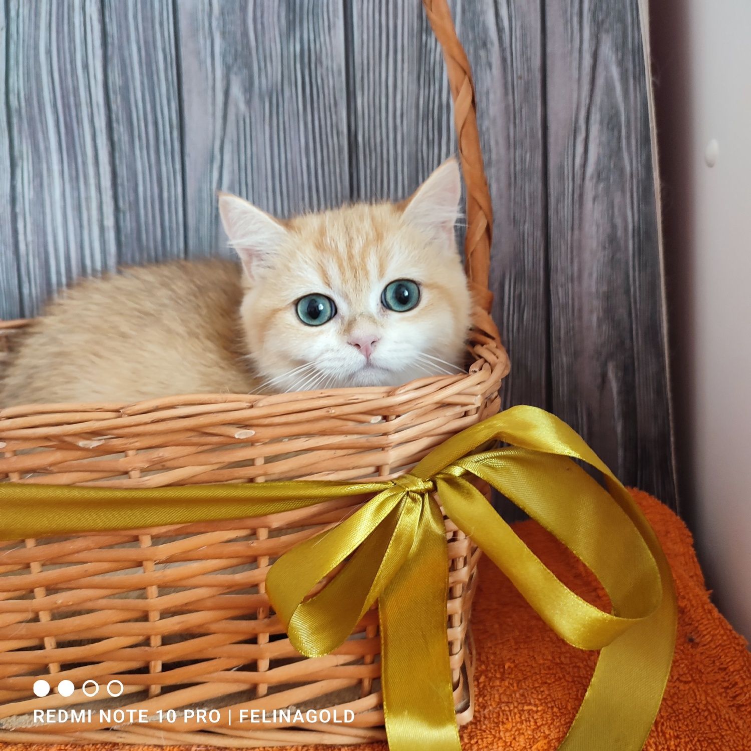 Британський золотий котик ny12