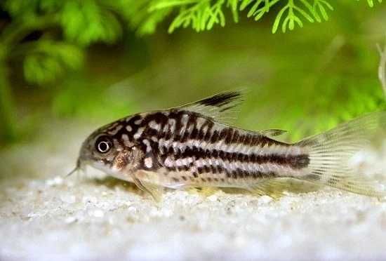 Kirysek mały - Corydoras nanus - Kirys - dowozimy, wysyłamy