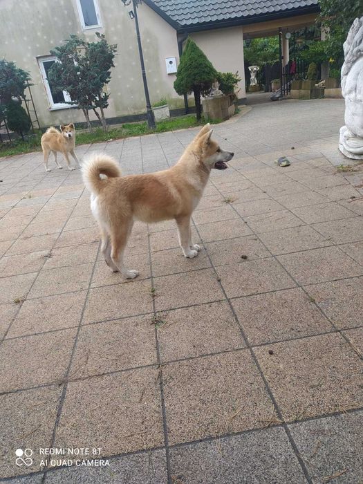 Akita inu szczeniaczek