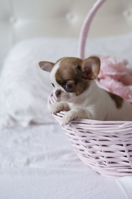 Ultra mini unique dziewczynka chihuahua fci