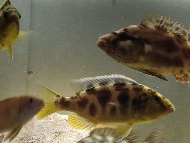 Pyszczak Wspaniały - Nimbochromis Venustus