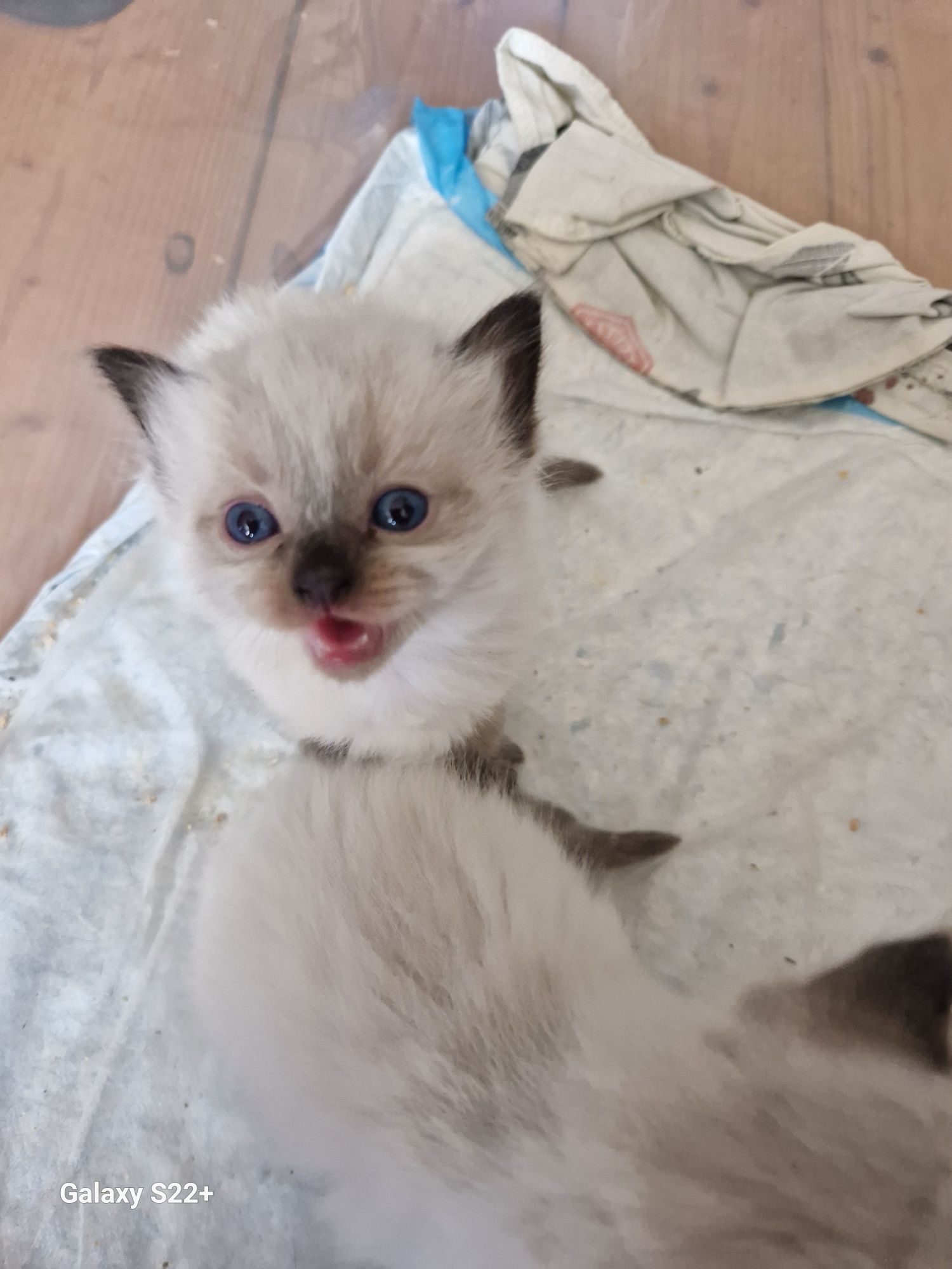Ragdoll kotek rodowodowy