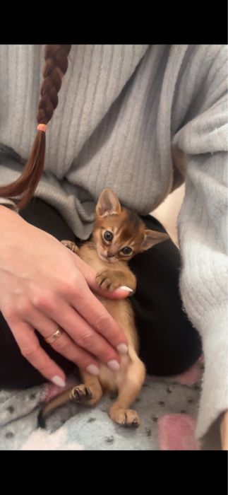 Абісинські кошенята/абиссинские котята