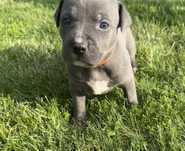 Szczeniak Amstaff