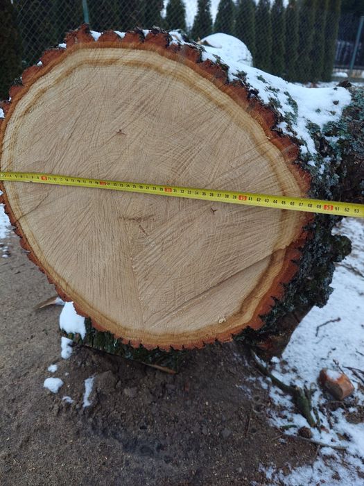 Dąb dłużyca tartaczny