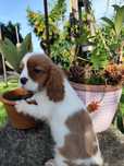 Fantástico Cavalier King Charles