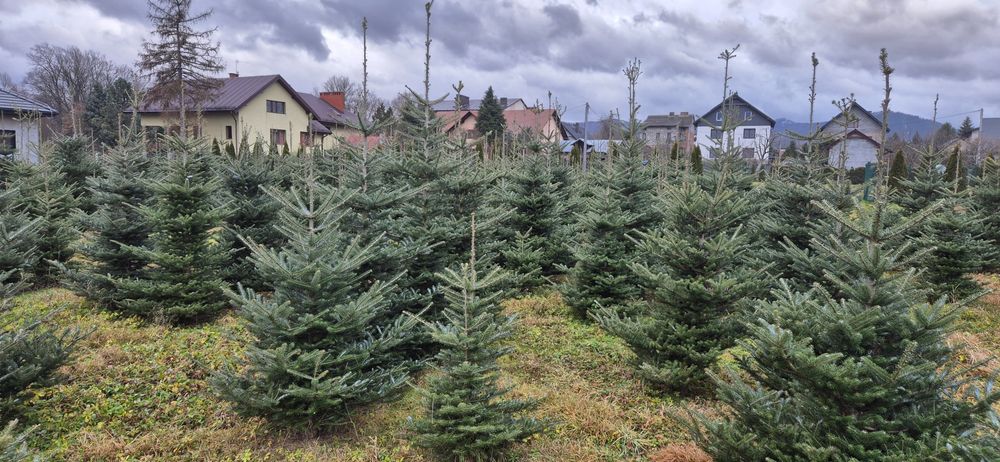 Choinki Ekologiczne (Ścinanie we własnym zakresie)