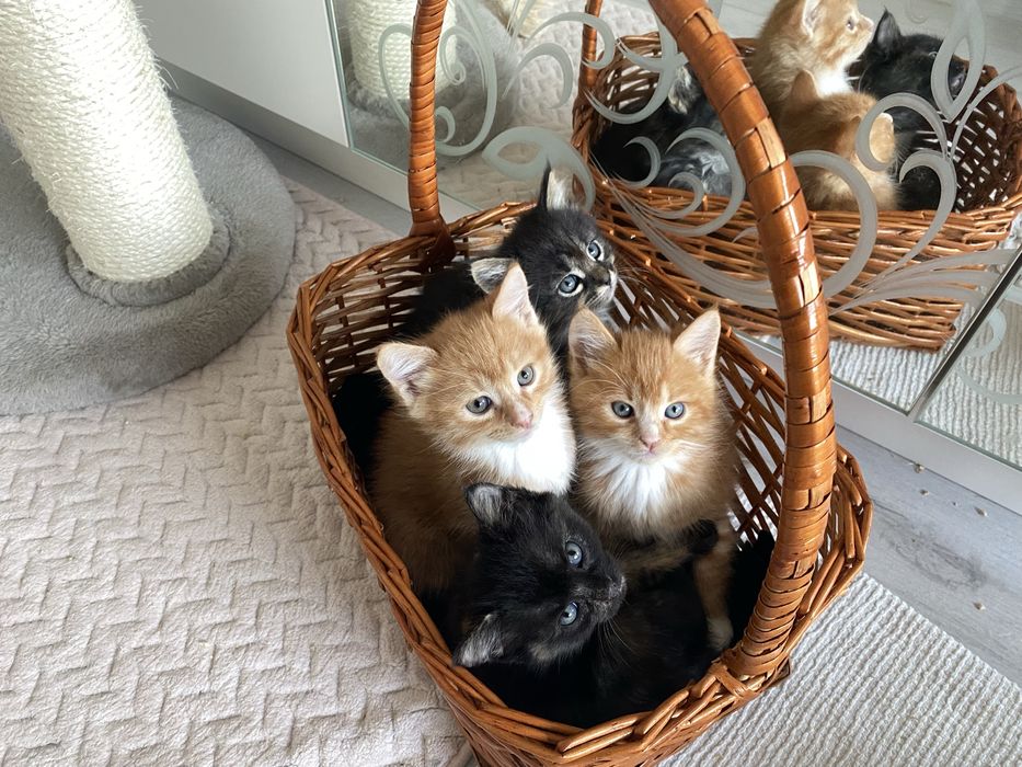 Коти безплатно! Котята gatito