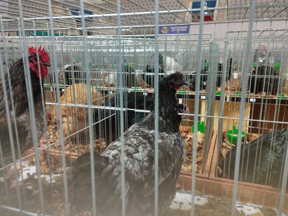 Kury i koguty rasowe Australorp, barnevelder