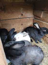 Likwidacja stada królików