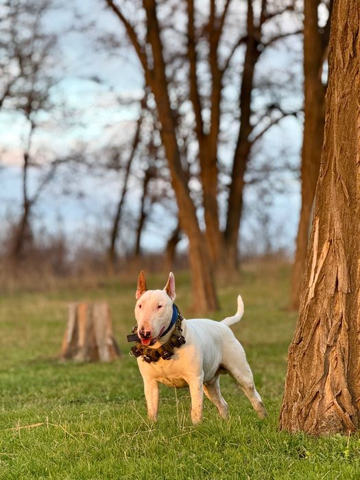 Бультерьер в любящую семью