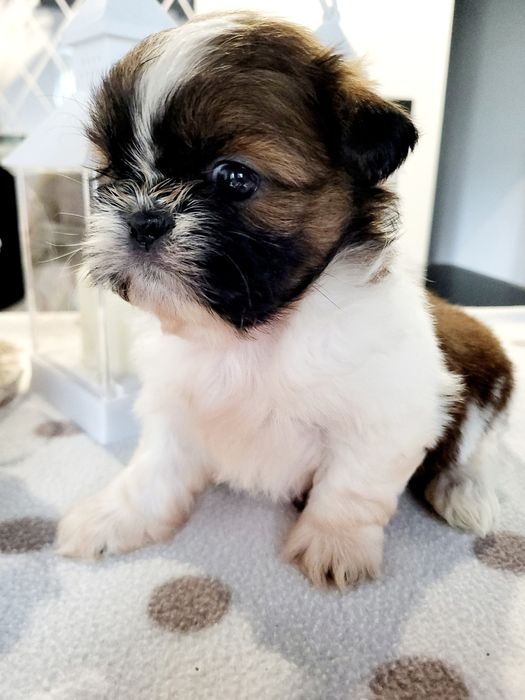 Sunia shih tzu rodowód chip wyprawka