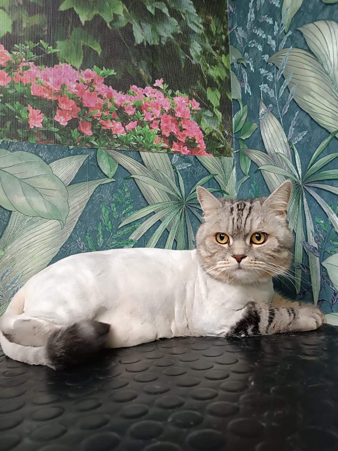 Кошки,собаки всех пород.