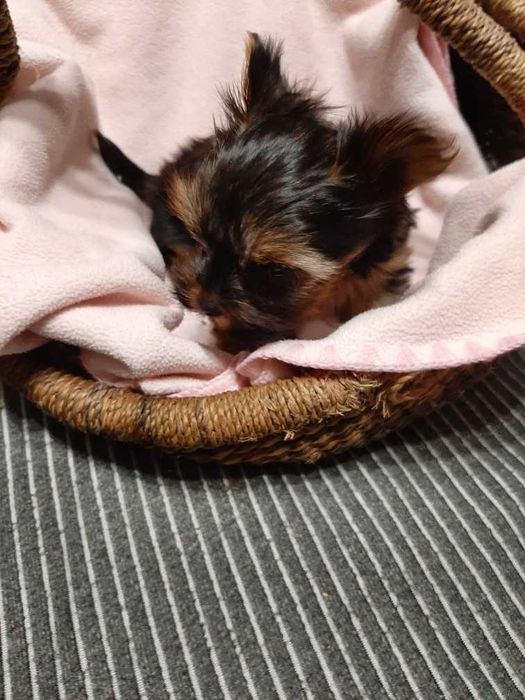 York  dziewczynka miniaturka