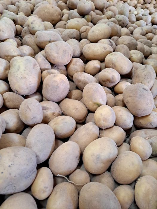 Ziemniak odmiana Denar