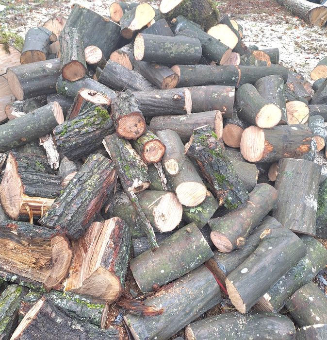 Drzewo różne. Pocięte polupne