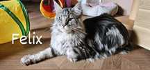 Felix Hodowla Maine Coon Cats My Love *PL