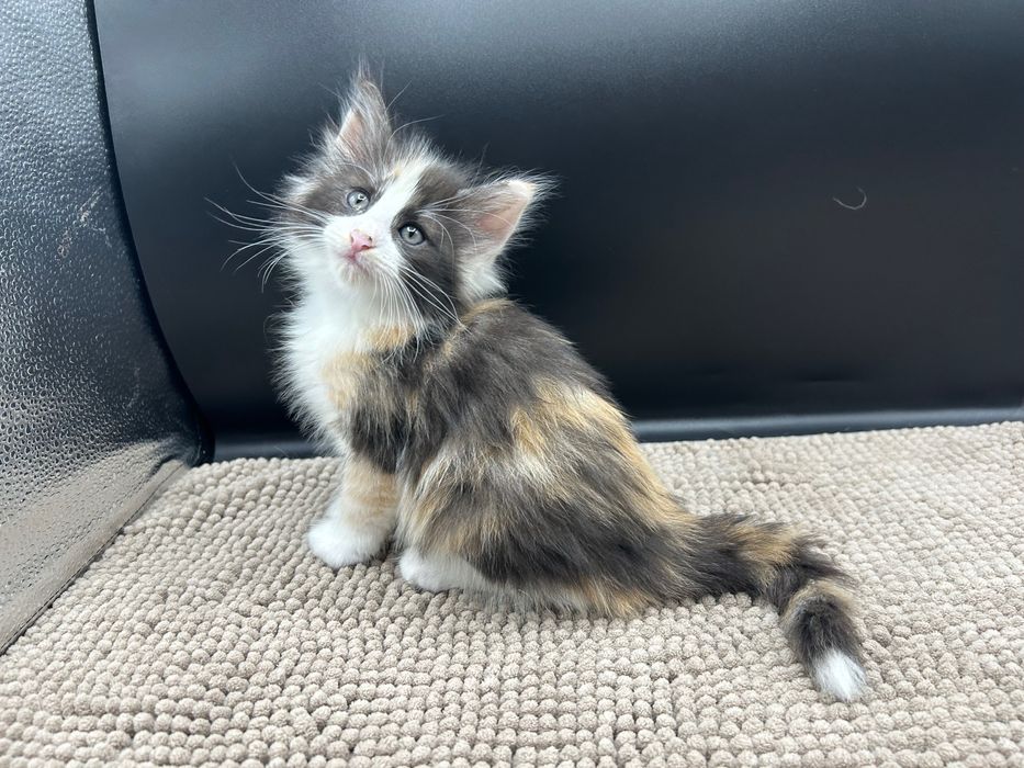 Gatinho bosques da Noruega com Lop