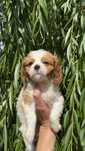 Cavalier king charles spaniel suczka dziewczynka