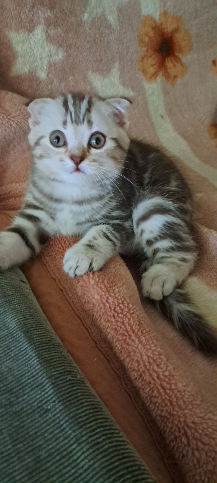 Скоттиш страйт і Скоттиш фолд