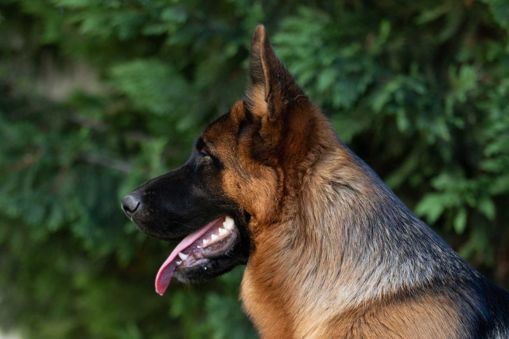 Cachorro Pastor Alemão Puro filho e neto de Campeões