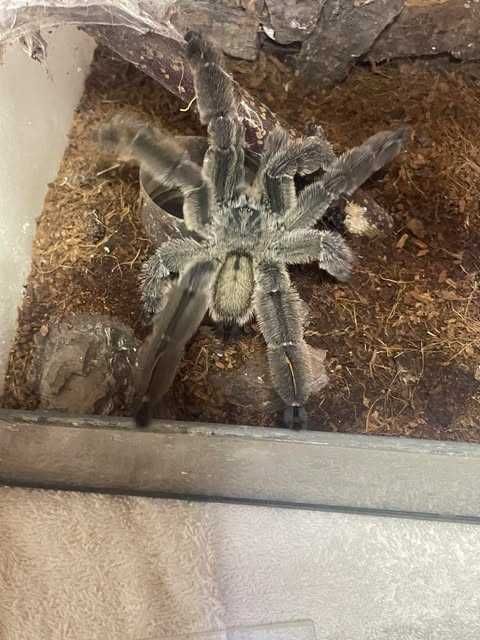 Psalmopoeus irminia