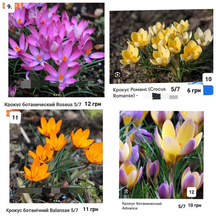 Крокуси великоквіткові і ботанічні Голандія