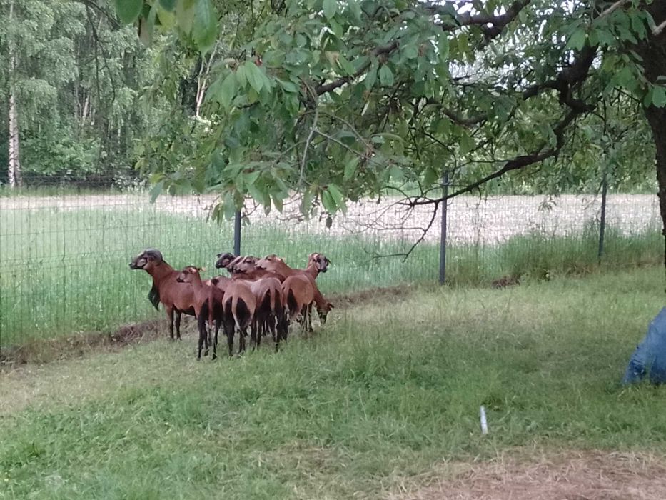 Domek letniskowy do wynajęcia