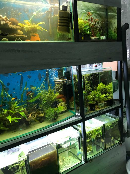 pyszczaki molinezje glonojady