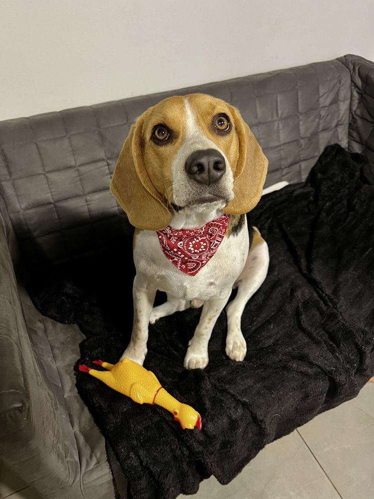 Beagle para adopção