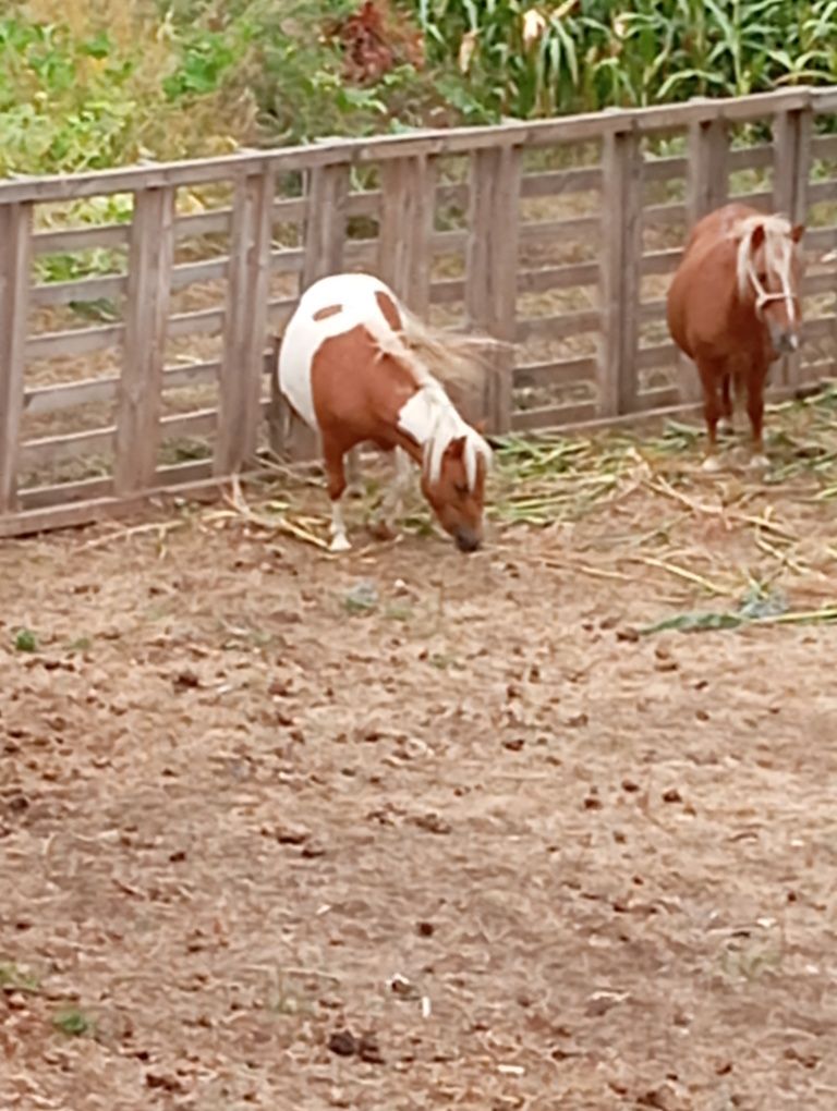Vendo duas pôneis fameas