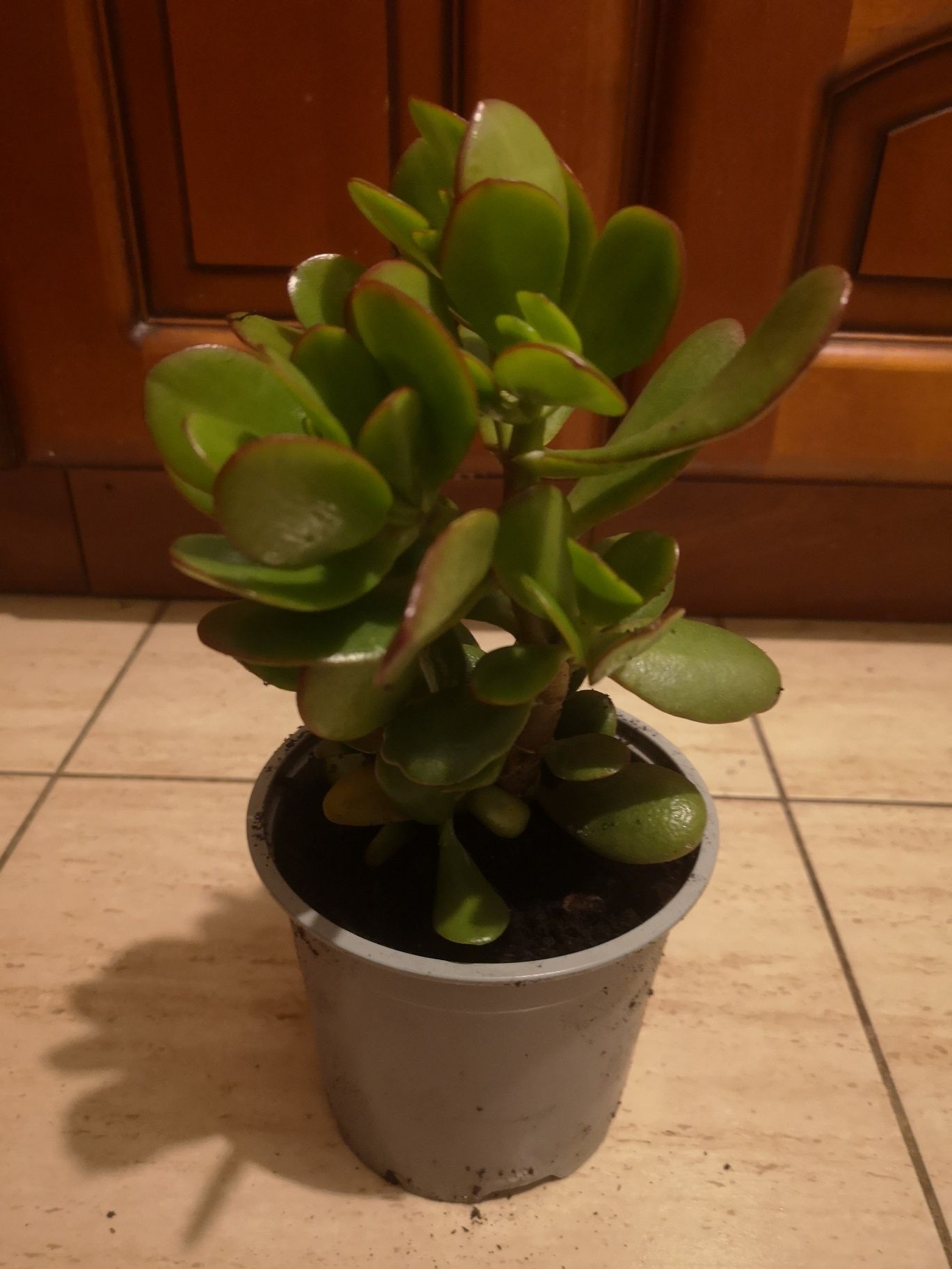 Grubosze drzewko szczęścia 30 cm