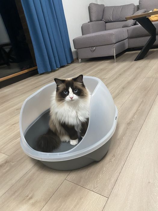 Kuweta Trixie Simao duza otwarta szara 54 cm