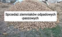 Sprzedam ziemniaki odpadowe-paszowe Denar