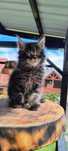Marvel kocurek Maine Coon/FPL