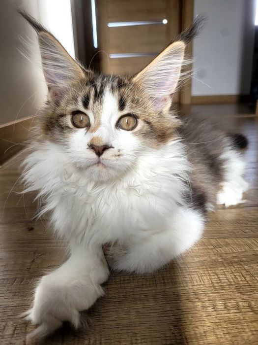 Kotka Euforia Bagheera Pl Maine Coon