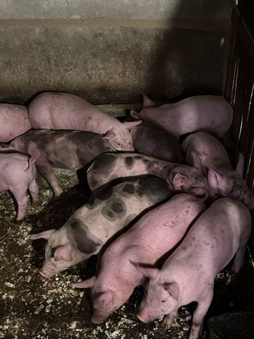 Продам малі поросята вік 5 тижнів