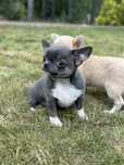 CHIHUAHUA chłopiec niebieski blue :)
