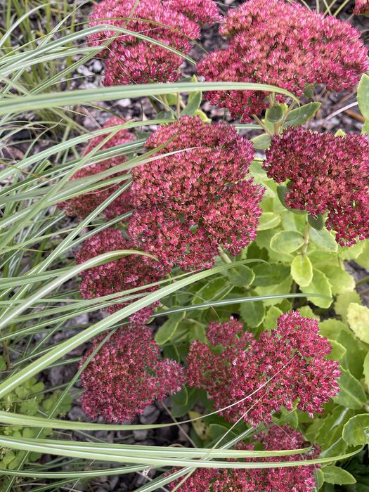 Очиток видний (два види)