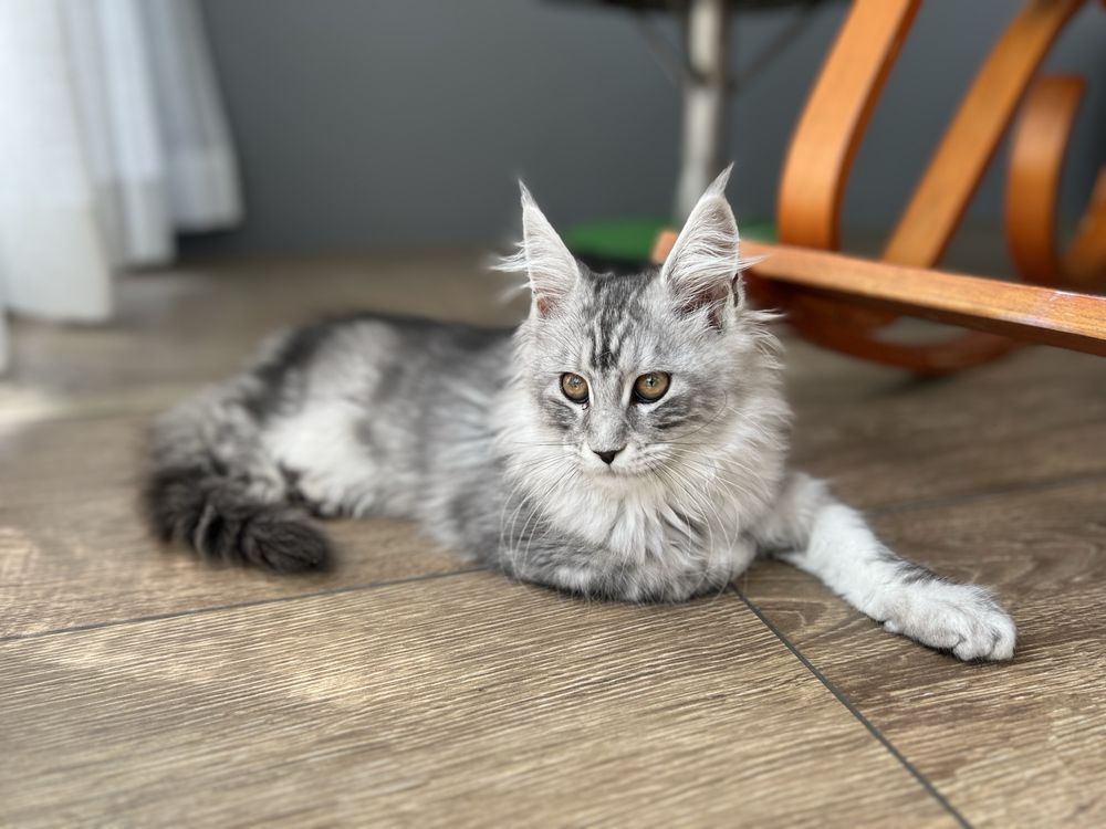 Piękna koteczka Maine Coon, rodowód FPL