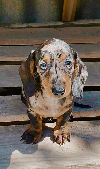 Мармуровий хлопчик міні такси з родовідом