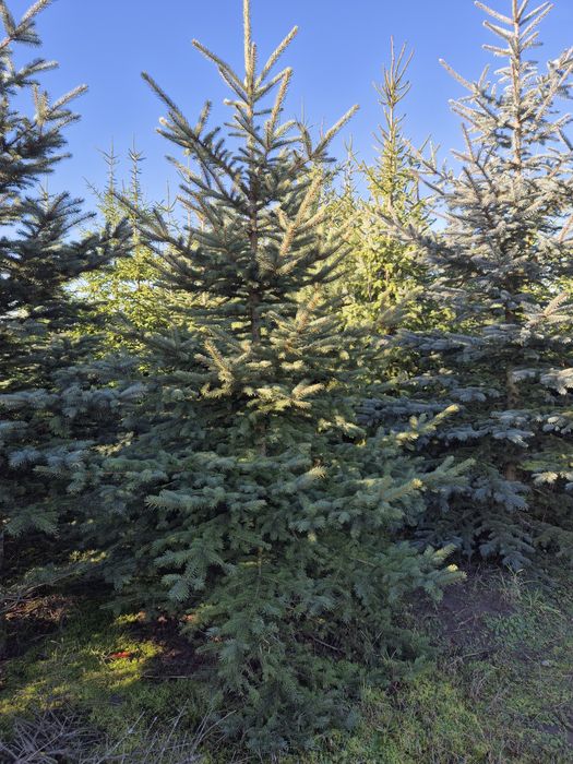 Sprzedaż choinek prosto z plantacji