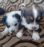 2 małe szczeniaki do adopcji