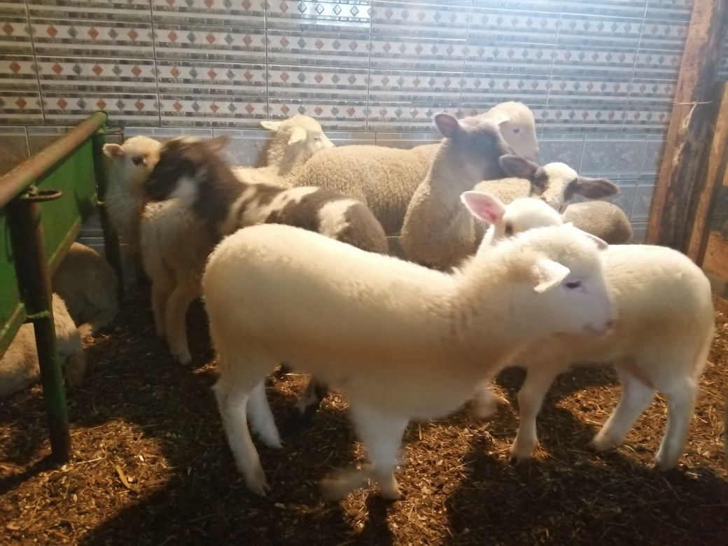 Jagnięta młode SPRZEDAM 2024 owce barany